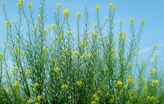 The carinata plant, also known as ethiopian mustard, can yield bio oil for use in the aviation industry - photo courtesy of Navneet Vasistha via Flickr