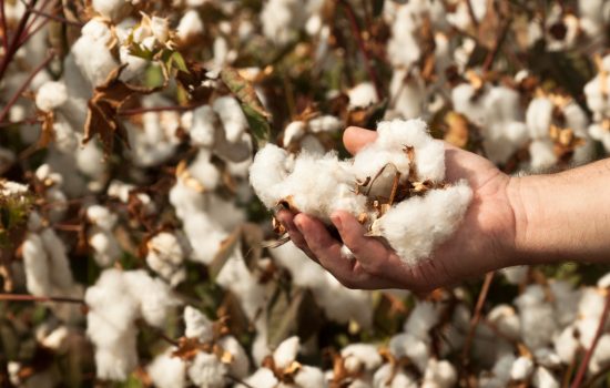 Harvested cotton in a man's hand