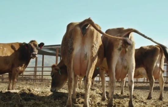 Fueled by bullshit - presented by Toyota Mirai