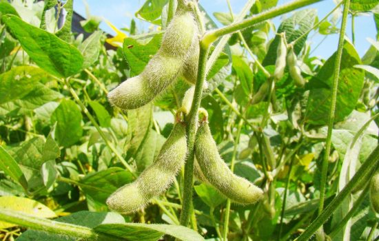 bayer-promueve-molecula-cultivos-guatemala