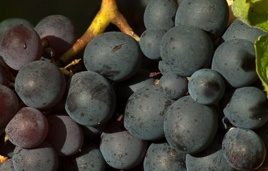 En Bolivia está parcialmente prohibido importar uva - Imagen cortesía de Pixabay