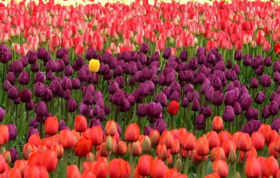 Standing out in the crowd isn't easy. Your company marketing message should be strong enough to get others to see you in a sea of competition - image courtesy of Pixabay