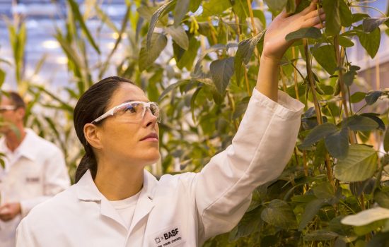 The assets to be acquired include Bayer’s global glufosinate-ammonium non-selective herbicide business - image courtesy of BASF