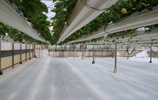 Hydroponics set up - image courtesy of WikiCommons and Remi Jouan
