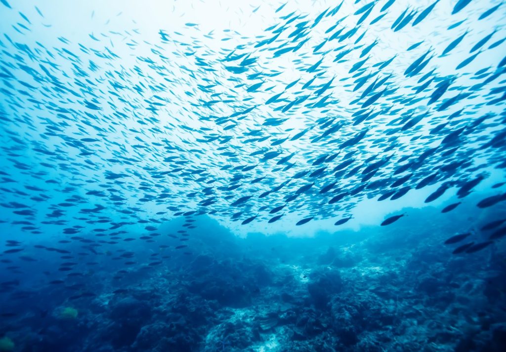 Mars becomes first pet food company to commit to Global Dialogue on Seafood Traceability Standard (GDST)