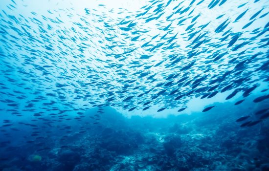 Mars becomes first pet food company to commit to Global Dialogue on Seafood Traceability Standard (GDST)