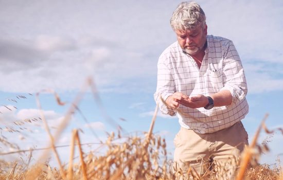 Oat of the ordinary: 100% gluten free oat farming