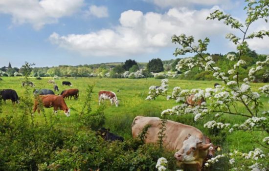 FDF leads food system drive to be Nature Positive by 2030