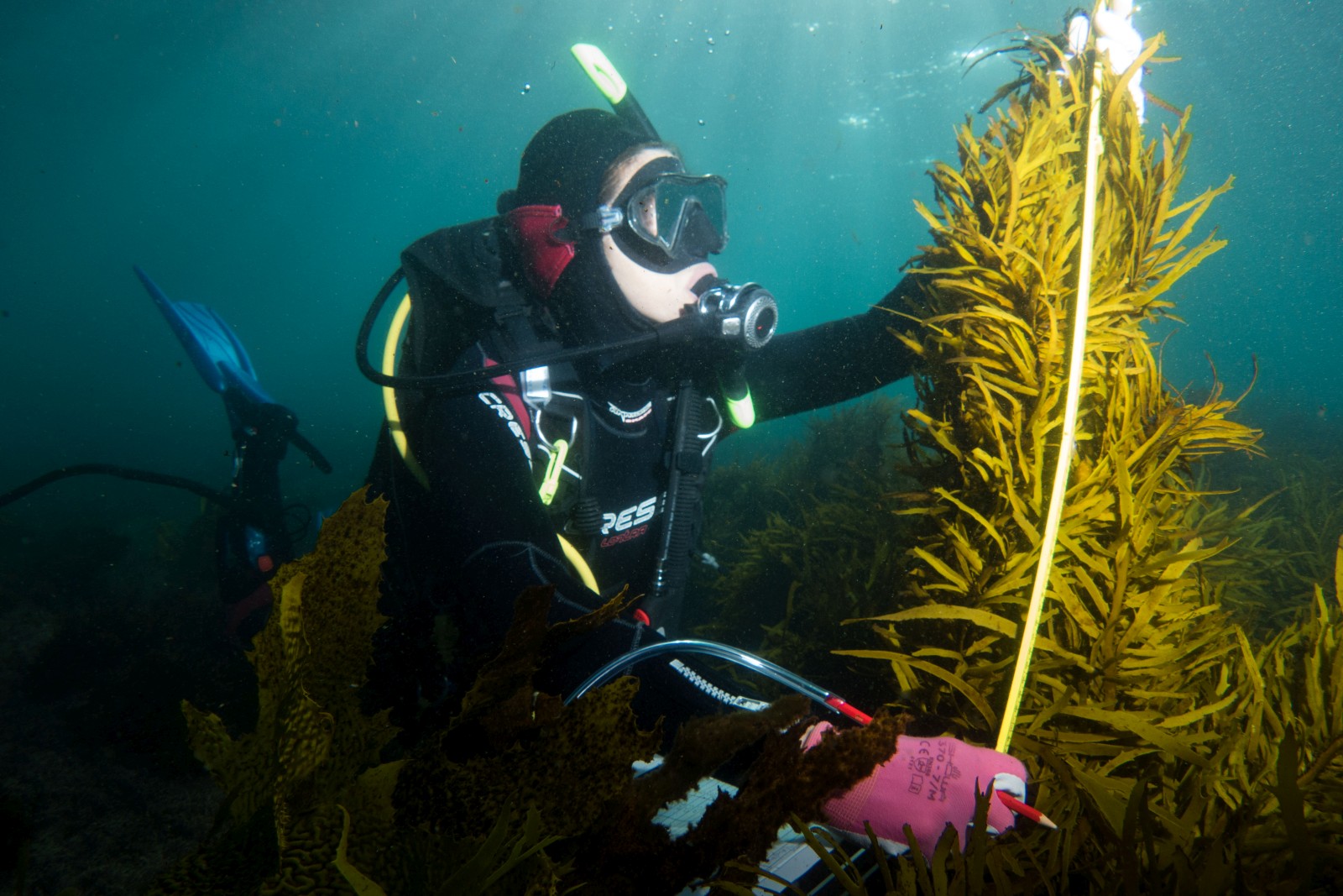Bentley Motors backs kelp restoration project off Australian coast