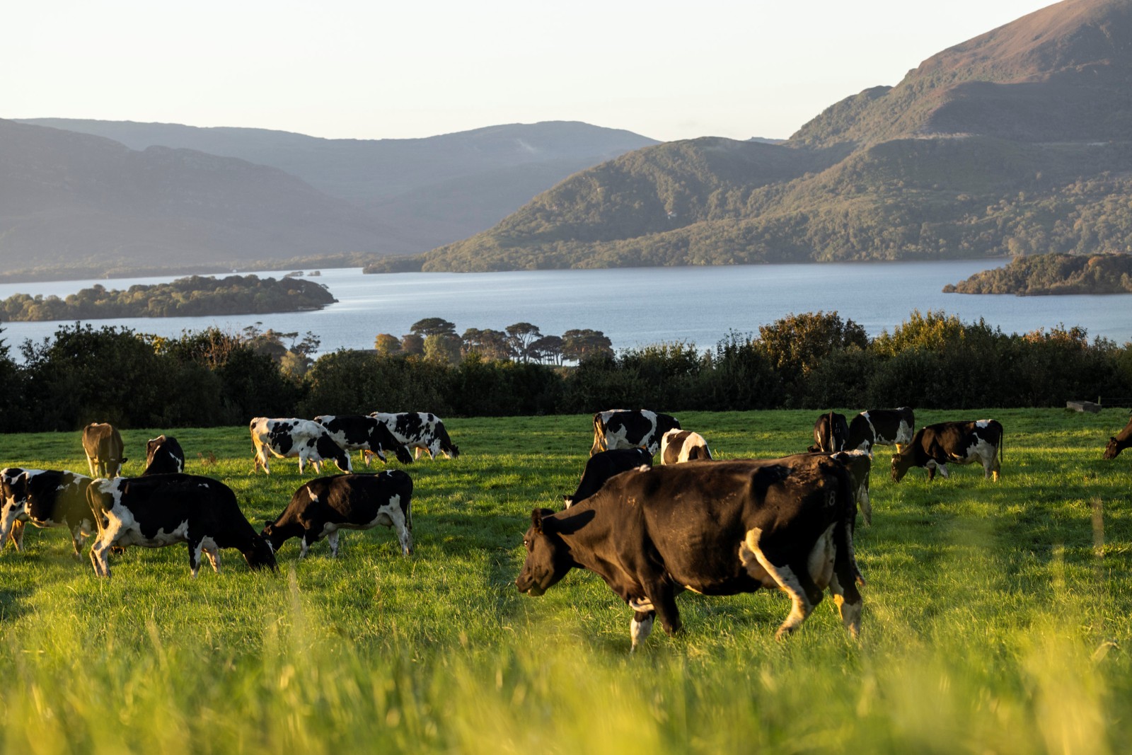 Kerry Dairy Ireland becomes Kinisla and unveils €300m investment programme